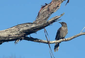 IMG_6674a.jpg
